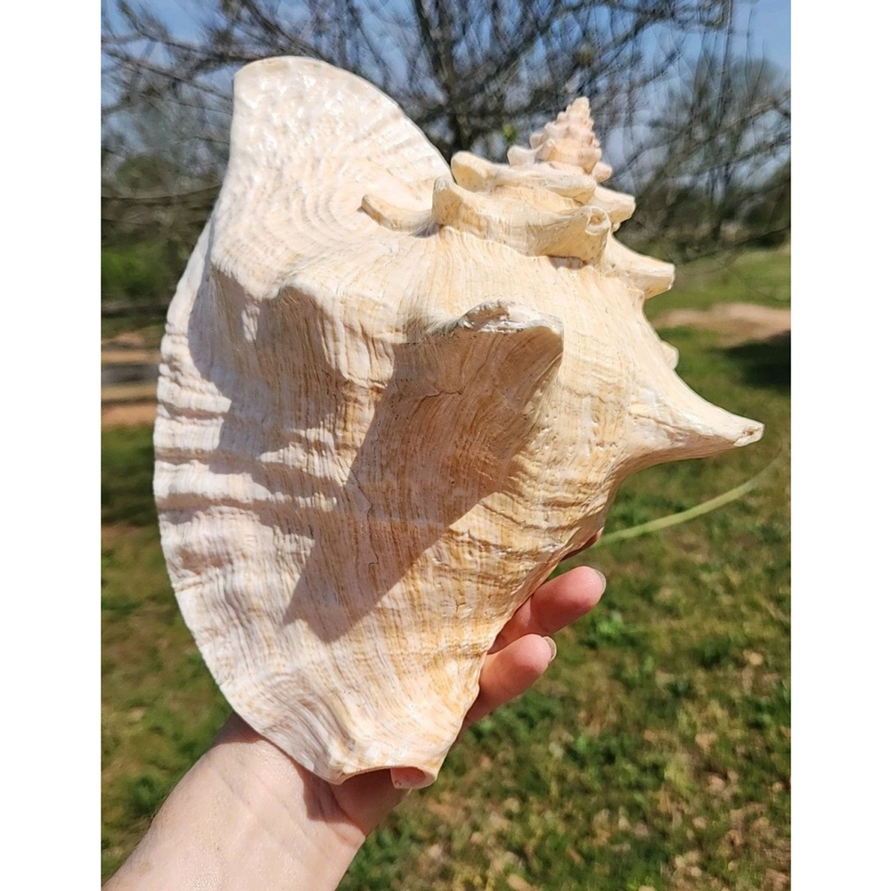 Vintage Queen Stromb Conch Shell Nautical Art Pink Natural - Picture 6 of 12